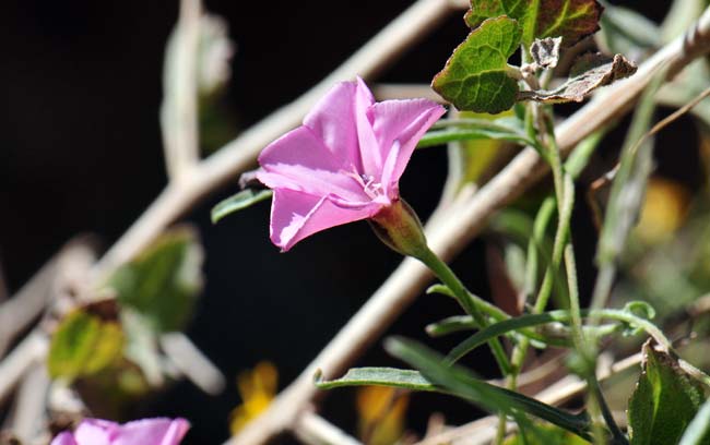 Convolvulus equitans, Texas Bindweed, Southwest Desert Flora